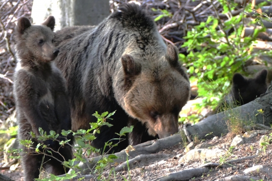 Mladý medveď na stráži.