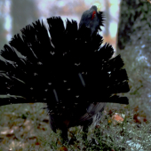 Celkom pekný vejár.