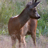 Srnec na rannom slnku