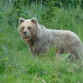 Zvláštne sfarbená medvedica