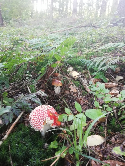 Keď mu chrbát kryje muchotrávka :)