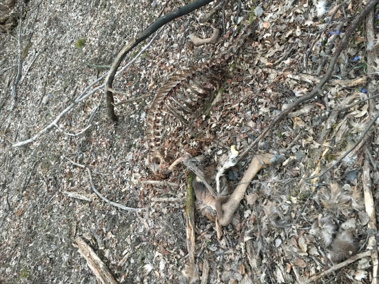 Škoda že už bez hlavy