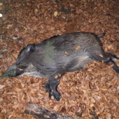 lanštiak