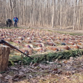 spoločná poľovačka na bažanty