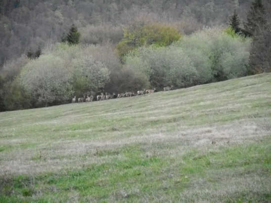 Jelenice