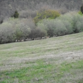 Jelenice