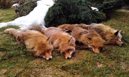 Za jeden večer, z jedného posedu