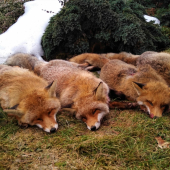 Za jeden večer, z jedného posedu