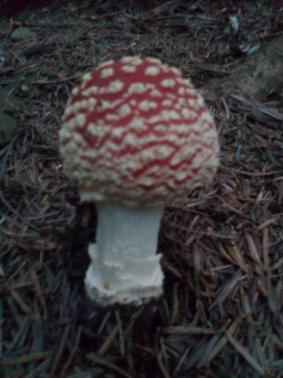 Muchotrávka červená