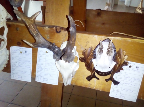 výstava trofejí v SL