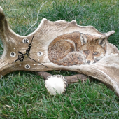 HODINY Z DANČÍ LOPATY - liška