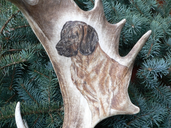 světlý Hannoverský barvář na dančí lopatě - na přání zákazníka