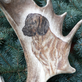 světlý Hannoverský barvář na dančí lopatě - na přání zákazníka