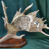 Hodiny z daňčí lopaty - LEV