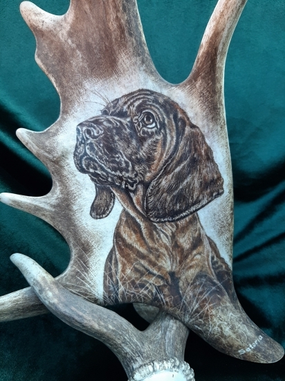 Motiv na daňčí lopatě - Bavorský barvář (štěně)