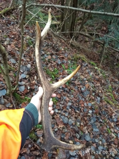 Zo spoločnej poľovačky