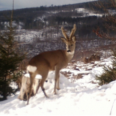 Srnček prišiel na soľ