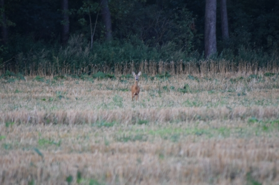 Srna Lesná (Capreolus capreolus)