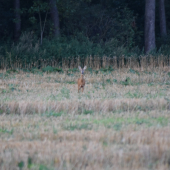 Srna Lesná (Capreolus capreolus)