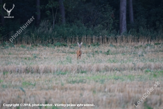 Srna Lesná (Capreolus capreolus)