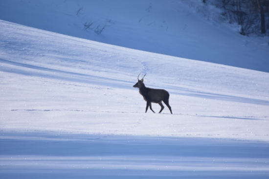 Jeleň lesný (Cervus elaphus)