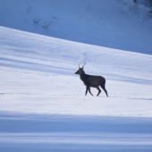 Jeleň lesný (Cervus elaphus)