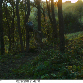 Aj zajačiky chodia na sol