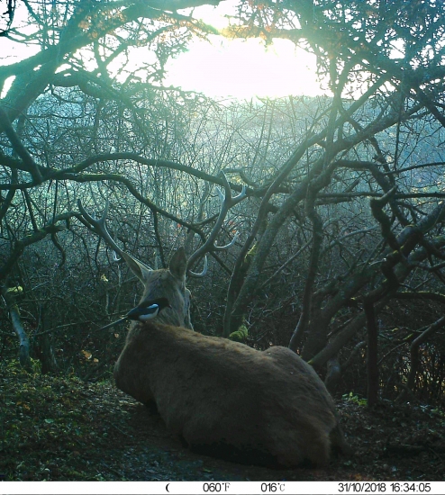 Jeleň s kamoškou strakou (svetlejšia verzia)