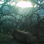 Jeleň s kamoškou strakou (svetlejšia verzia)