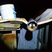 Sýkorka v rure-nalez nasho AJD