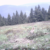 Lištička