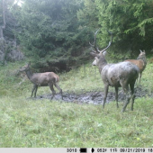 Ruja 2019