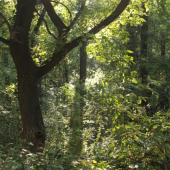 V tieni stromov a na výslní