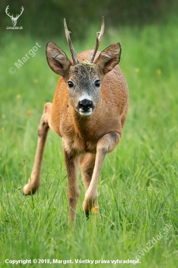 rovno na mňa