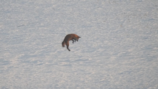 Hop!