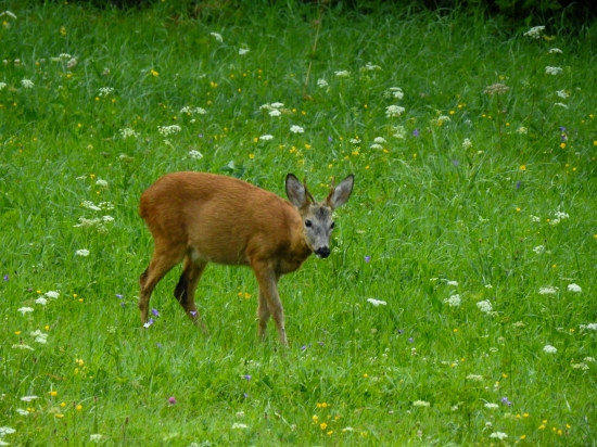 Ranný