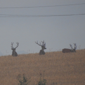Gašpar, Melichar, Baltazár