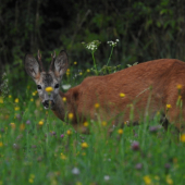 Zamknutý dych na blízku vzdialenosť