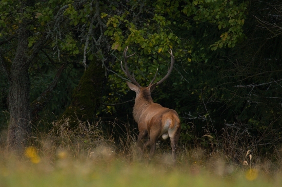 jelenia ruja