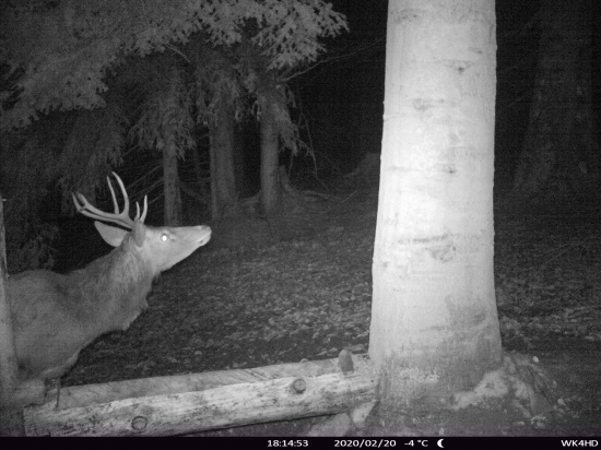 Čo tam asi tak vidí???