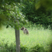 Nečakaný návštevník