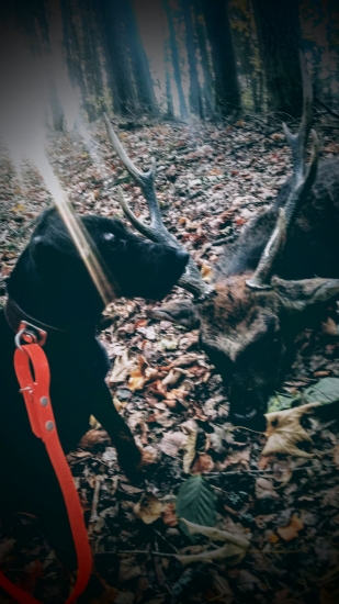Cid z Dolného Hája