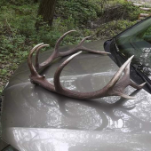 Jelen z Bílého vlka v ČR