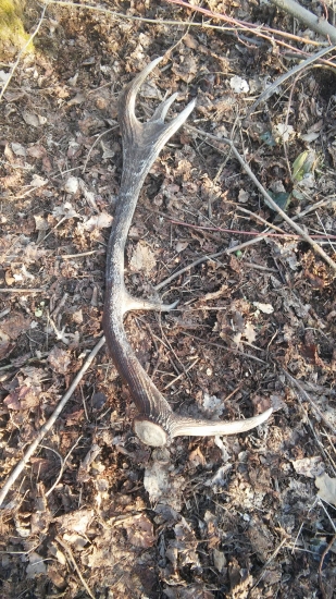 10 torák v mladine trocha odležaný