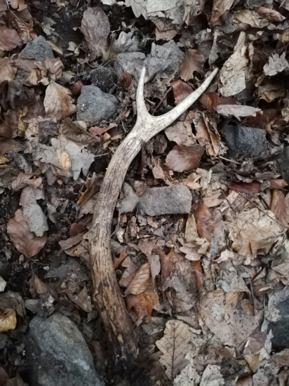 Minuloročný (prvý jelení paroh)