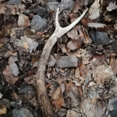 Minuloročný (prvý jelení paroh)