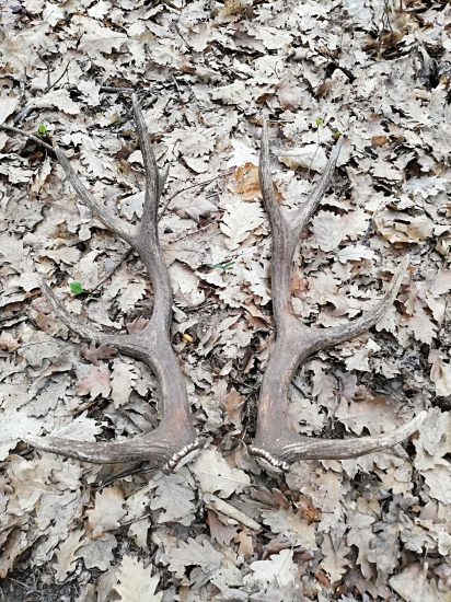 Druhá tohto ročná para