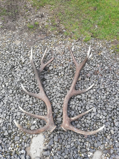 Sľúbena pára nepravidelneho 14 toraka