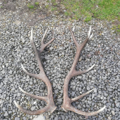 Sľúbena pára nepravidelneho 14 toraka