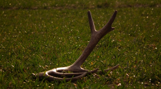 Oziminový 14 toráčik